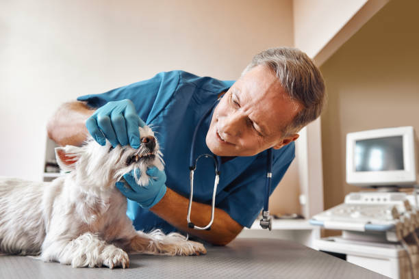 Best Emergency X-Rays and Diagnostics in Meade, KS